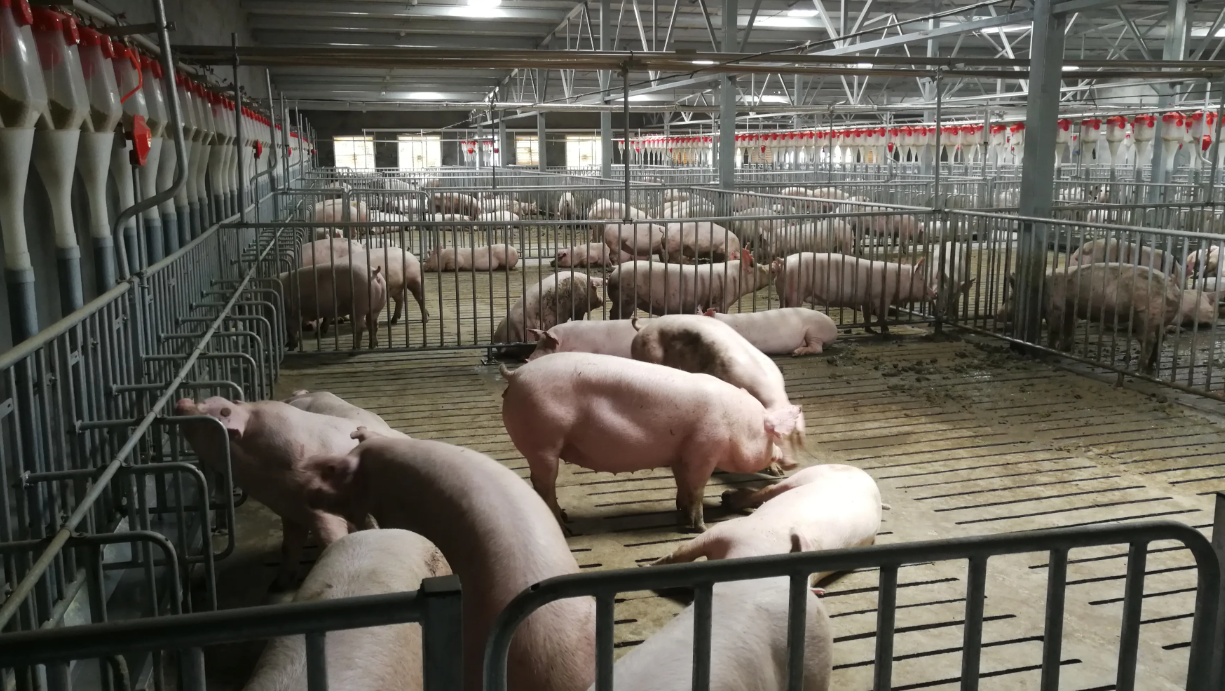 智慧養(yǎng)豬場(chǎng) 智慧養(yǎng)豬場(chǎng)