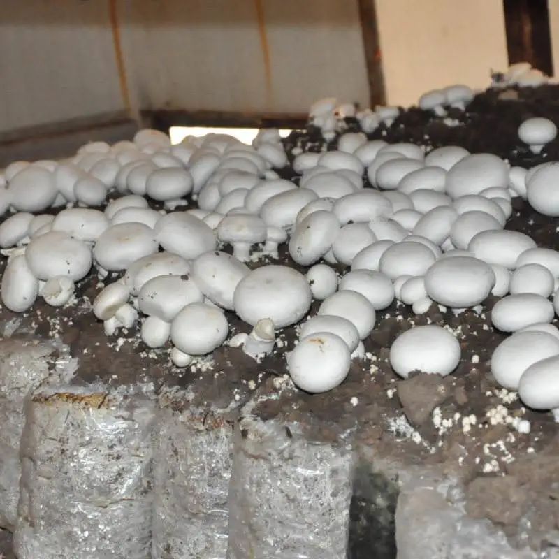 在食用菌菇的栽培上，也逐漸引進了大棚栽培技術(shù)