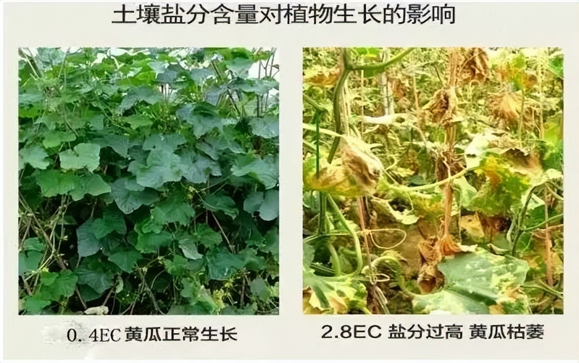 土壤鹽分含量對(duì)植物生長的影響