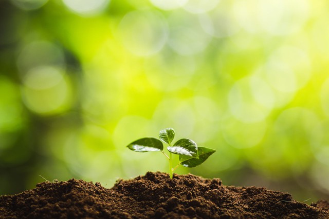 光照度傳感器，如何成了智慧農(nóng)業(yè)的新寵兒