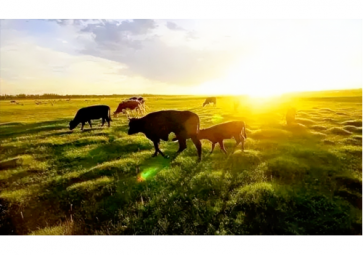 LORA在智慧農(nóng)業(yè)中的應用案例