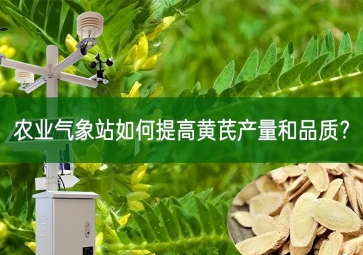 農(nóng)業(yè)氣象站如何提高黃芪產(chǎn)量和品質(zhì)？