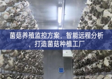 「智慧養(yǎng)殖」菌菇養(yǎng)殖監(jiān)控方案，智能遠程分析，打造菌菇種植工廠
